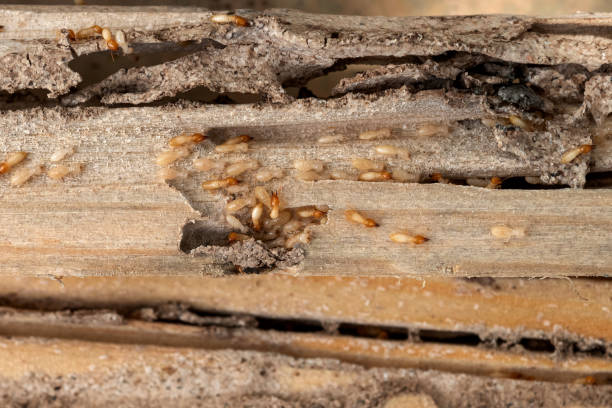 Reliable Cleveland, TN Pest Control Solutions